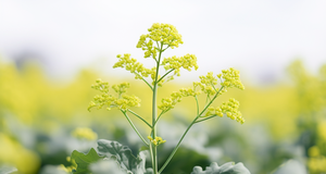The Ultimate Guide to Growing Mustard Plants